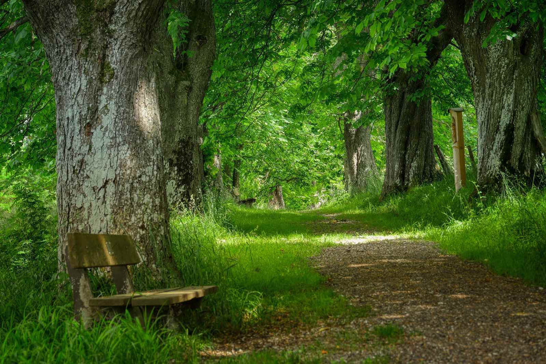 Chemin de randonnée avec son petit banc de bois où l'on peut marcher à l'ombre des arbres centenaires