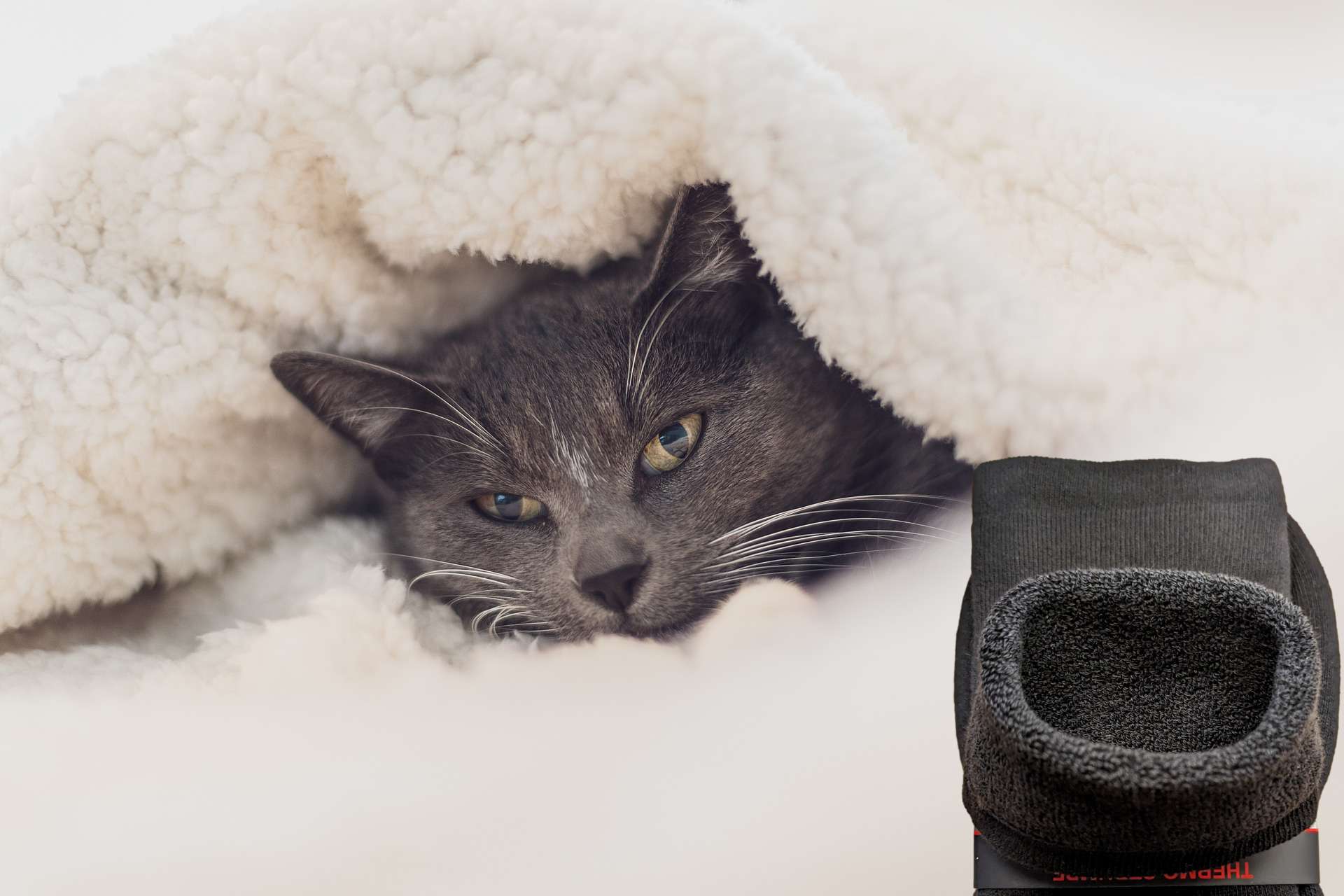 Chat gris sous la couette à côté des chaussettes bouclettes