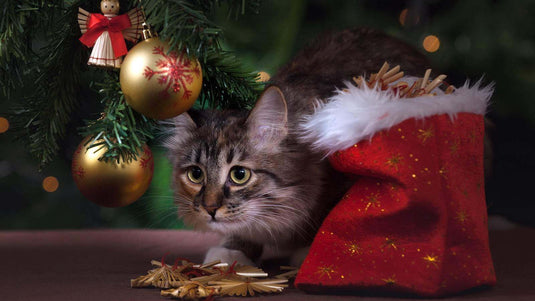 Chat caché sous le sapin de Noel